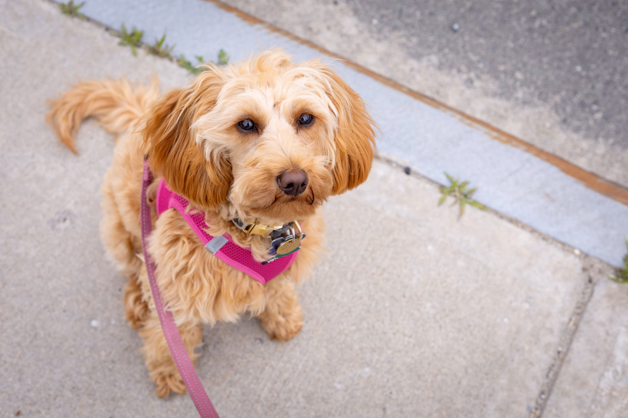landscape individual dog walking
